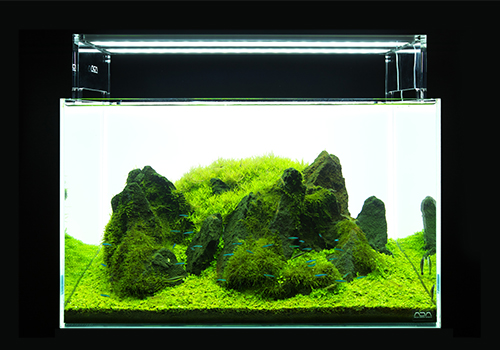 The newly developed LEDs illuminate green colors of aquatic plants vividly.