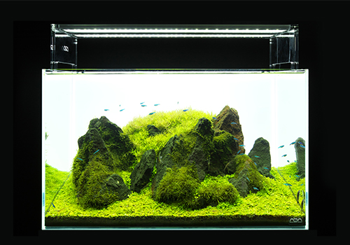 Aquatic plants look yellowish under conventional white LEDs.