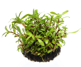 佗び草 タイガーハイグロ 6.5φ