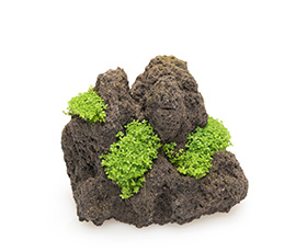 佗び草ロック キューバ・パールグラス