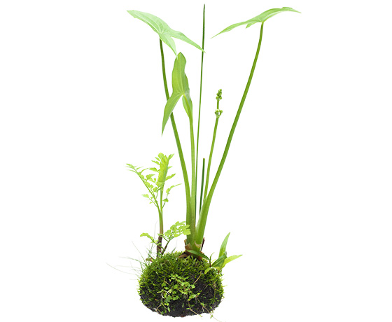 佗び草 かおる 6.5Ø