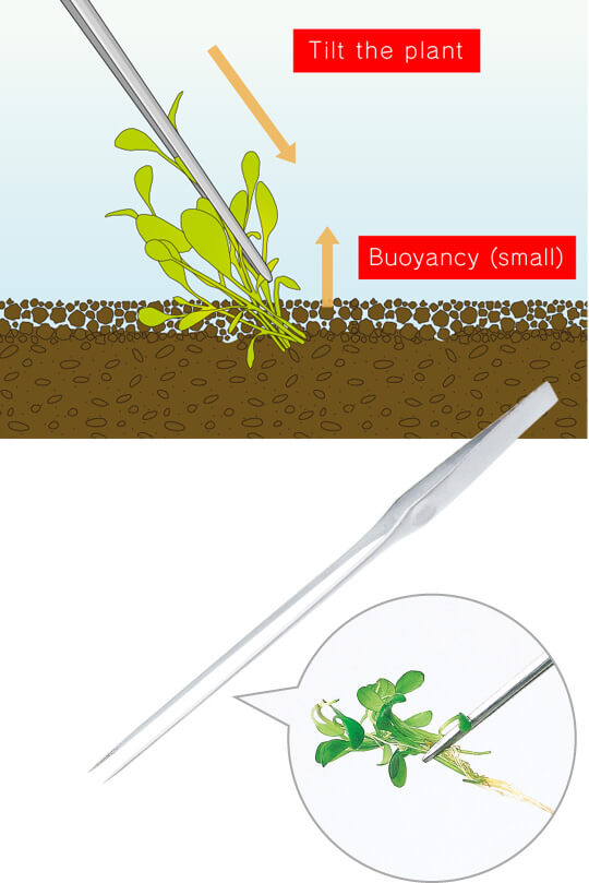 Aquatic Plant Basics