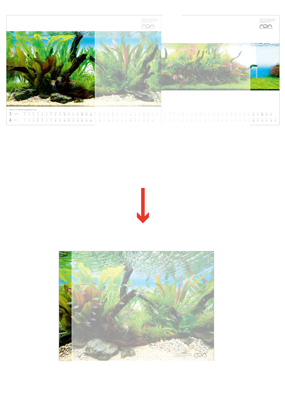 ネイチャーアクアリウム カレンダー 21 Ada