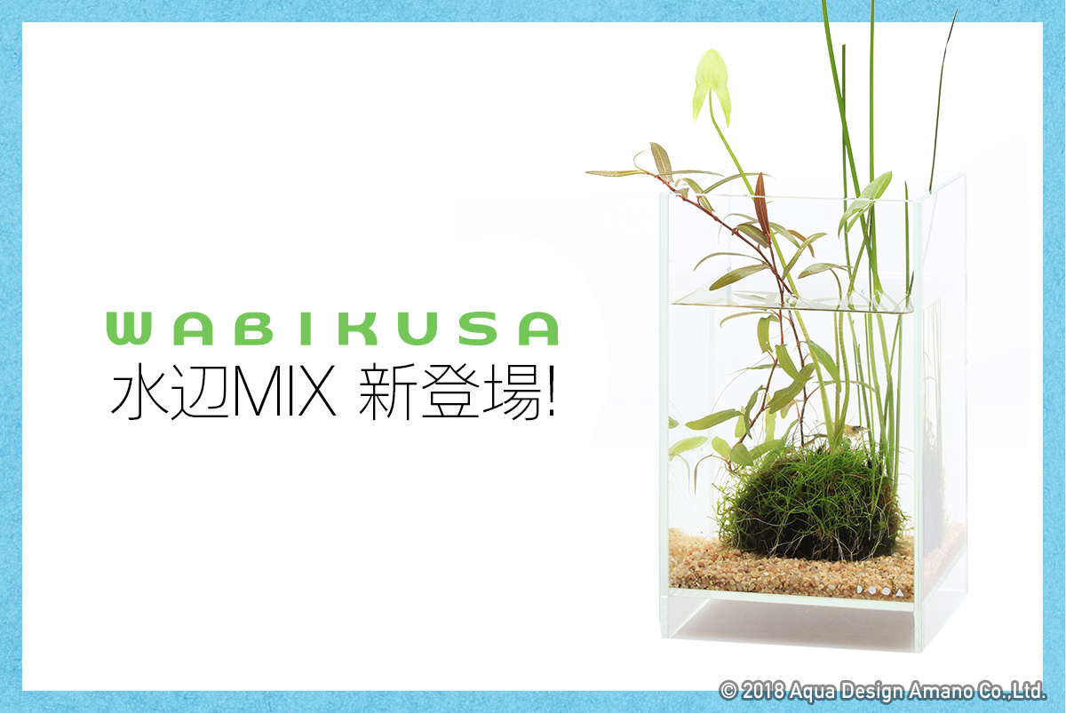 5 18追記 佗び草 水辺mix 発売のお知らせ Ada News Release