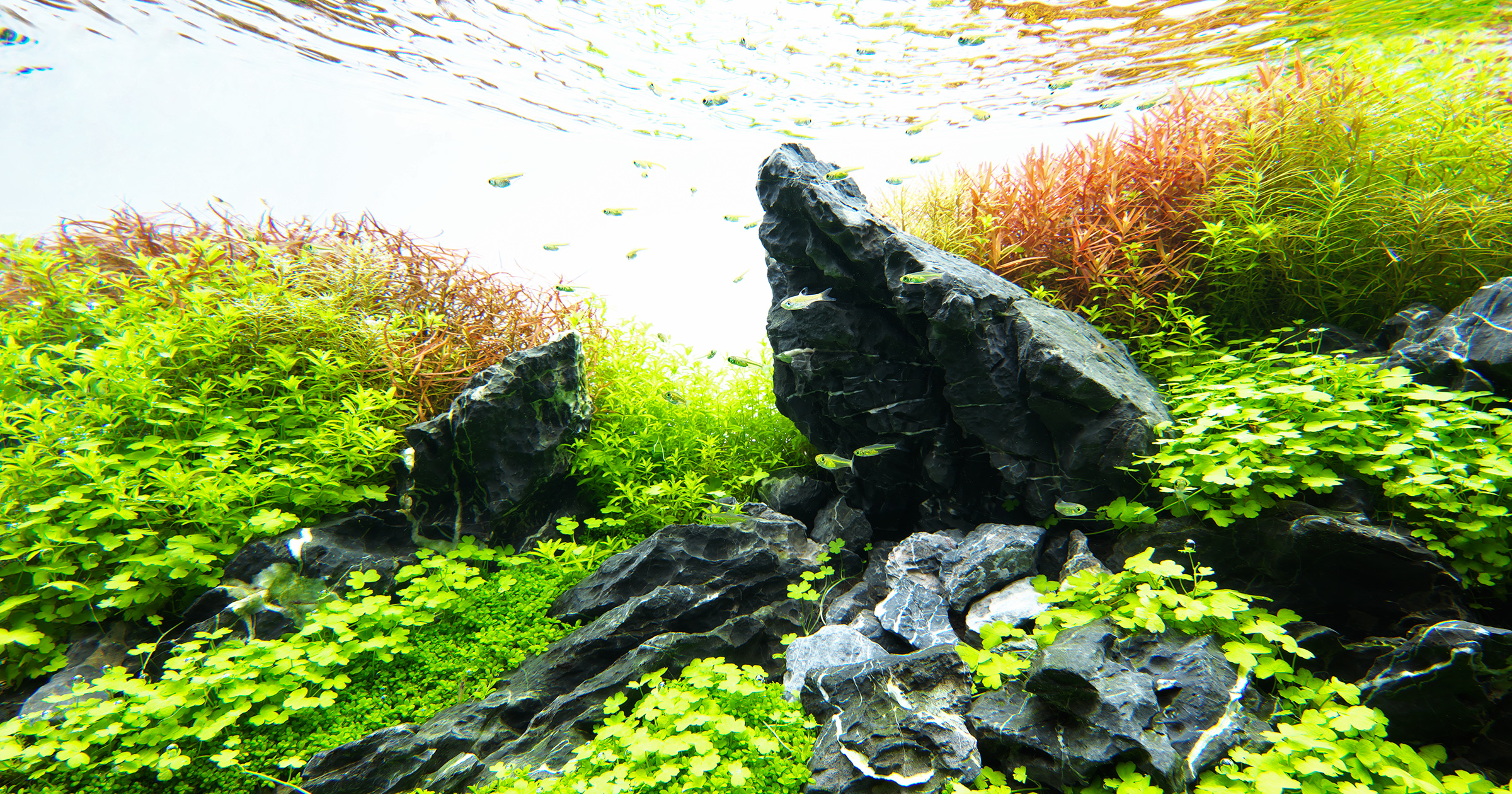 インテリア/住まい/日用品景石　盆石　W50×D22×H20 盆栽　造園　庭　インテリア石　岩　岩石　水石