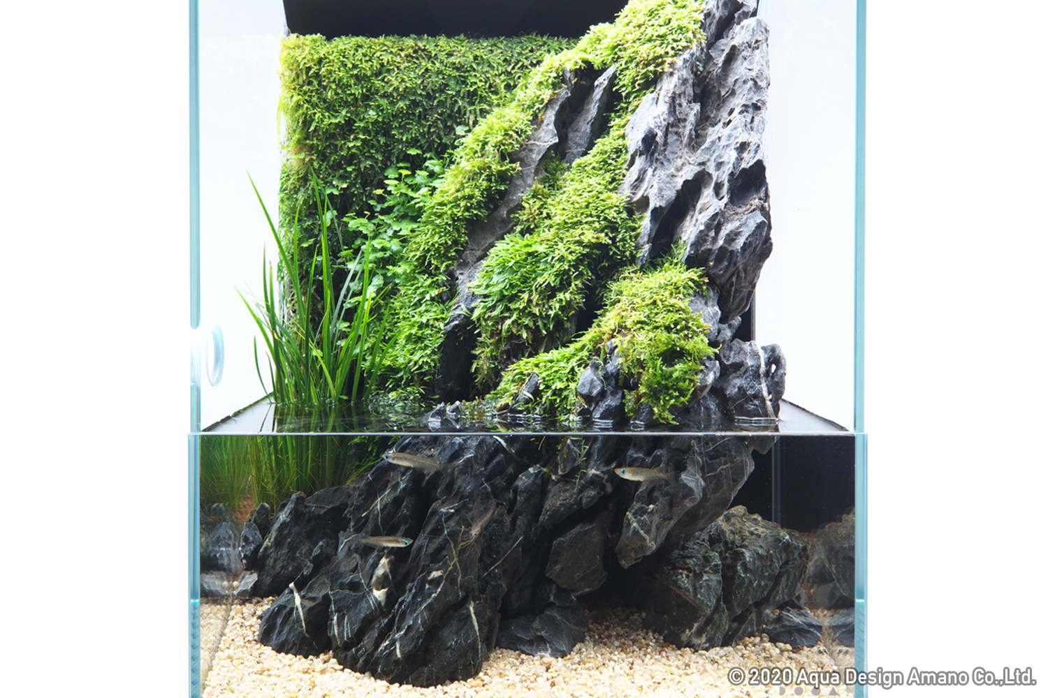 Enjoy Dooa 緑と石の組み合わせに 涼を感じる アクアテラリウム Aqua Design Amano