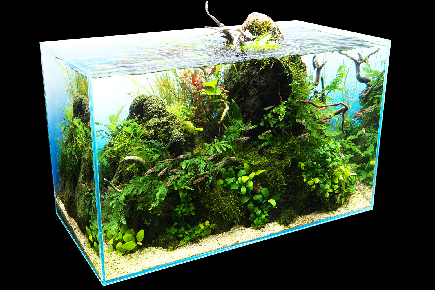 ADA Aqua Design Amano 雲山石セットガラス水槽 - 魚用品/水草