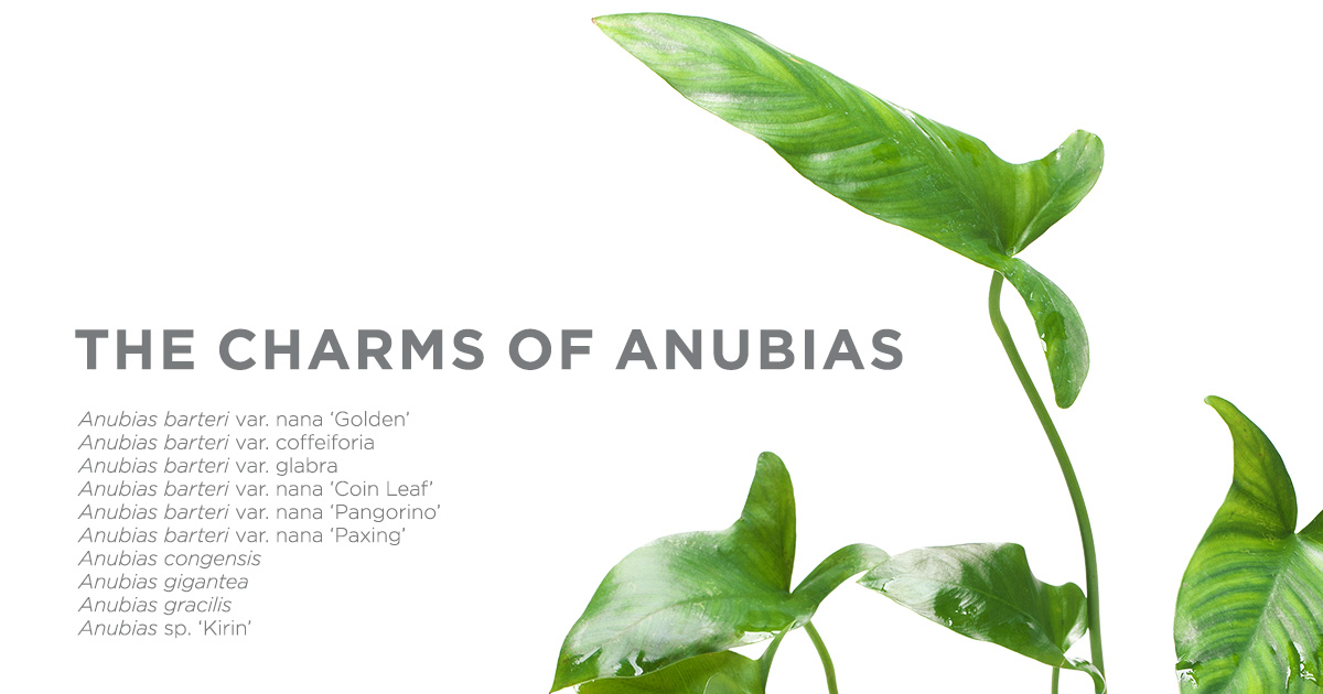 THE CHARMS OF ANUBIAS -魅惑のアヌビアス10種- | AQUA 