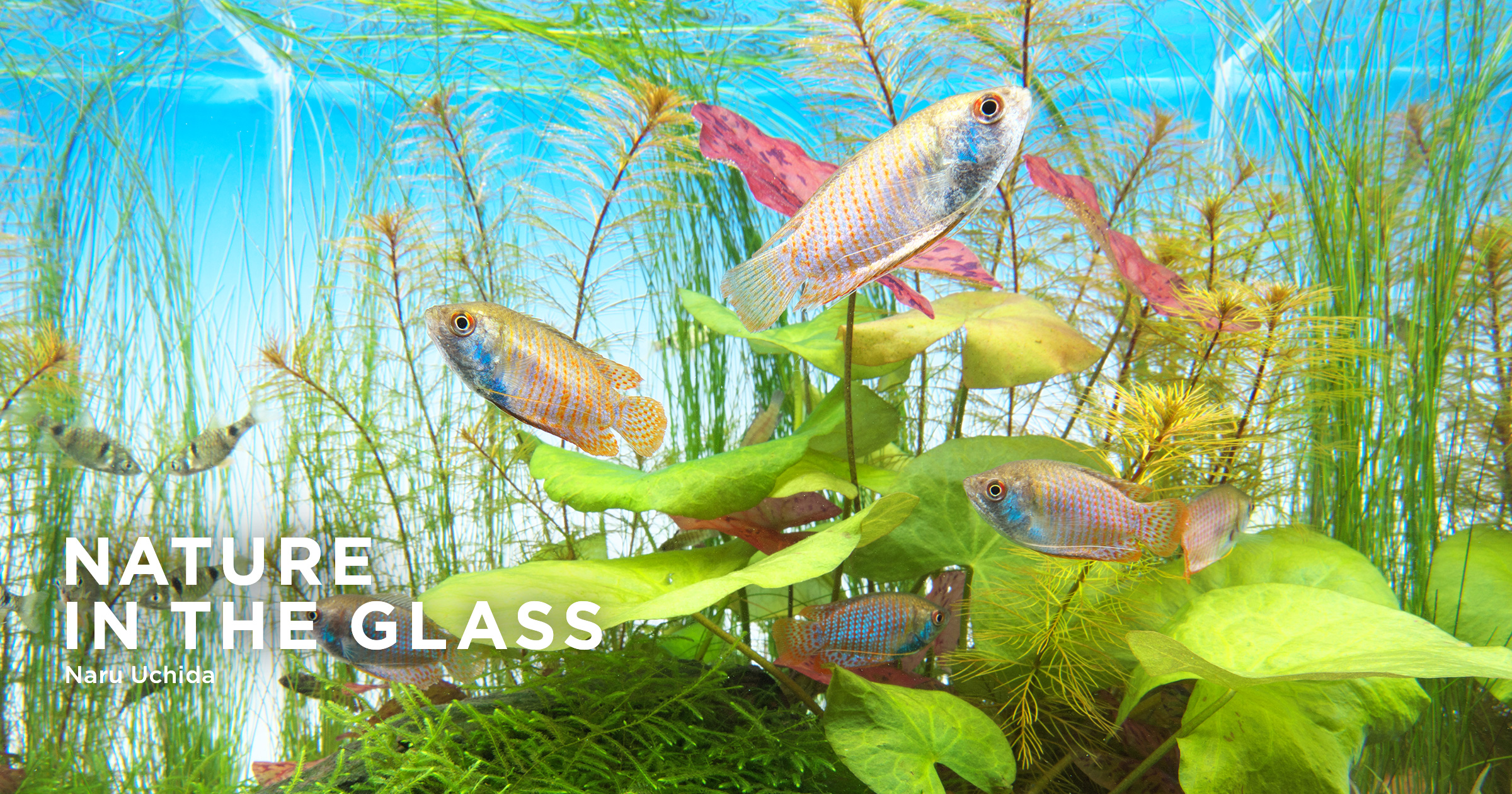 Nature In The Glass 安らぎの睡蓮 Aqua Design Amano
