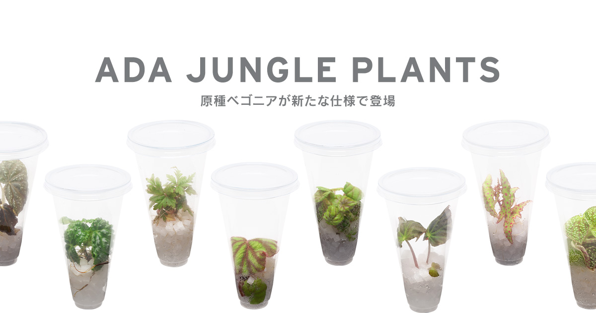 ADA JUNGLE PLANTS –原種ベゴニアが新たな仕様で登場– | AQUA DESIGN AMANO