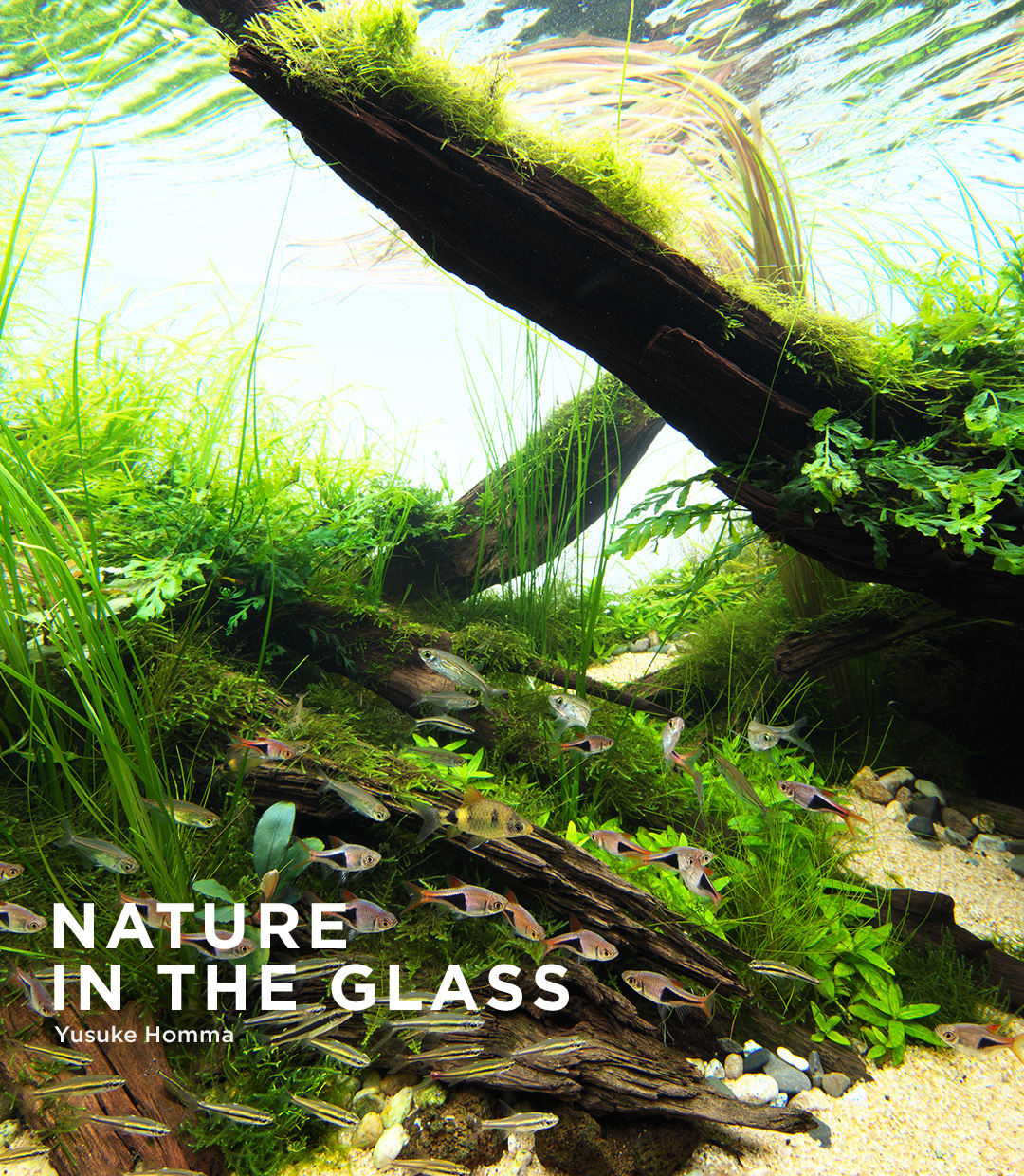 NATURE IN THE GLASS 「ライト・オブ・ワールズ」 | AQUA DESIGN AMANO