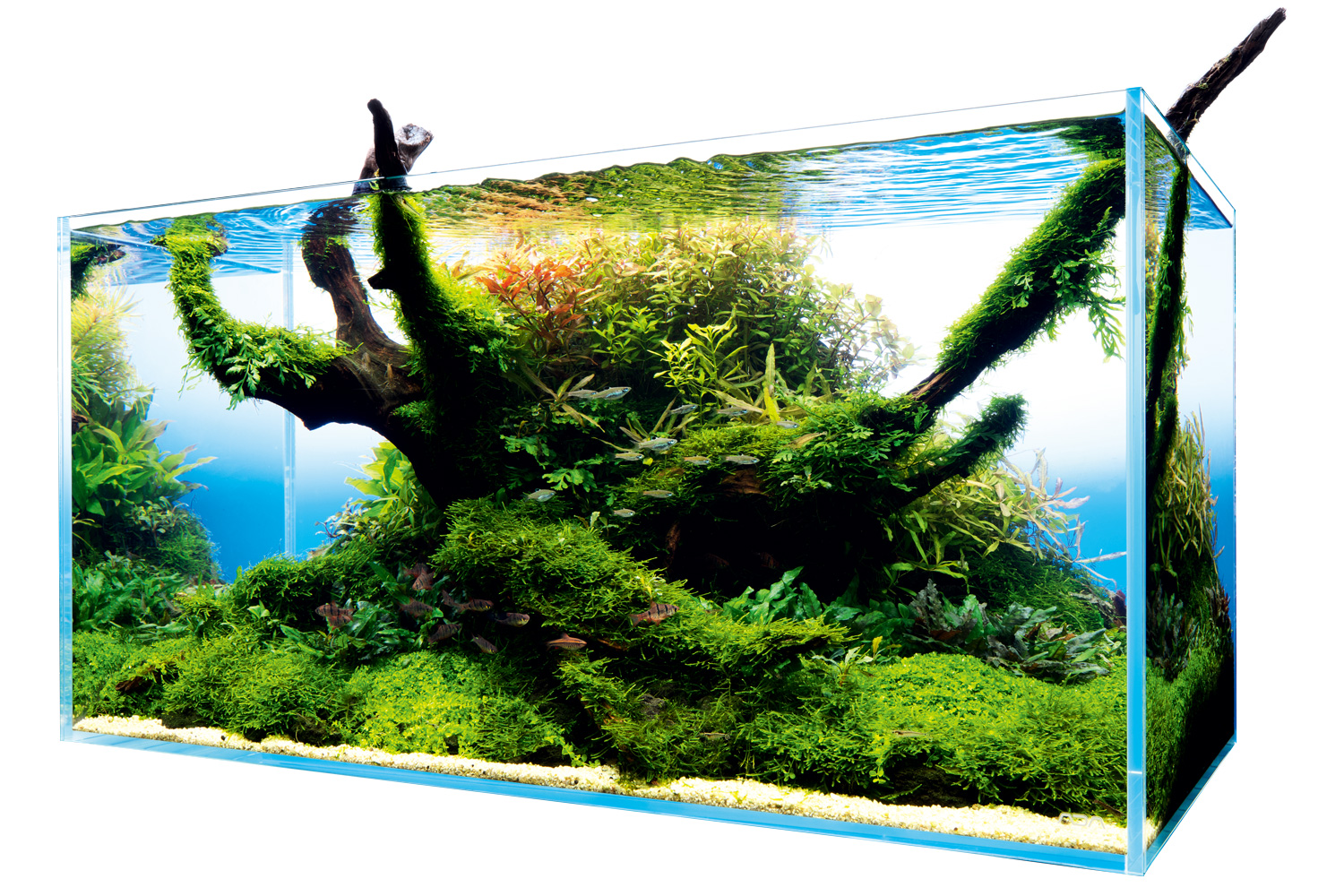 NATURE IN THE GLASS 「ワールドツリー」 | AQUA DESIGN AMANO