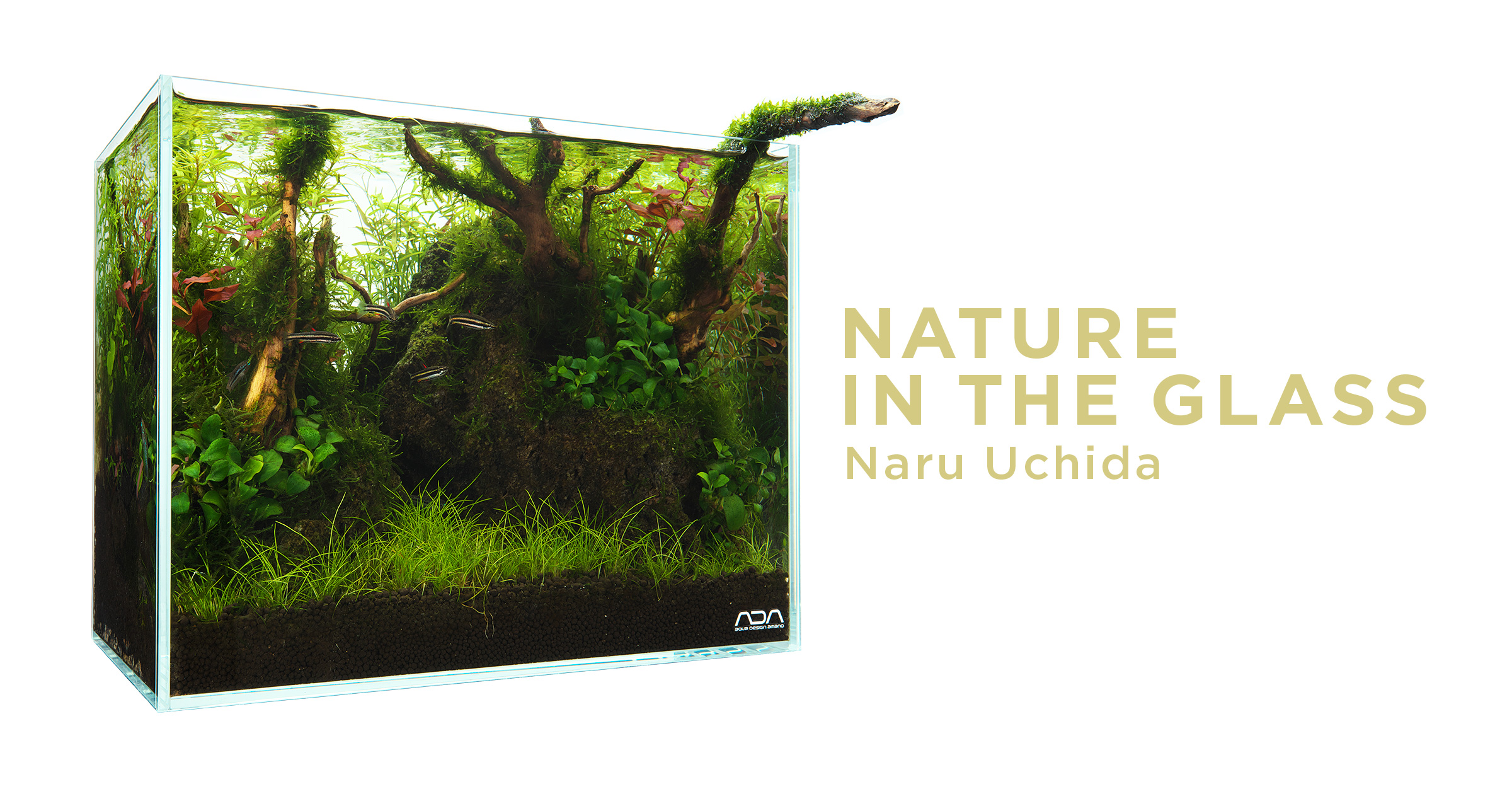 NATURE IN THE GLASS 'A hideout for fish' | en