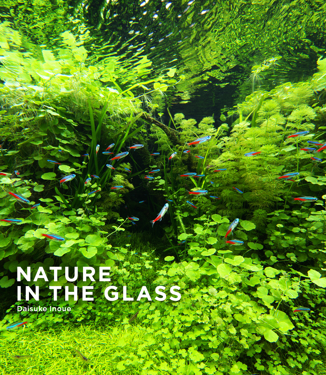 NATURE IN THE GLASS ‘Green Heaven’