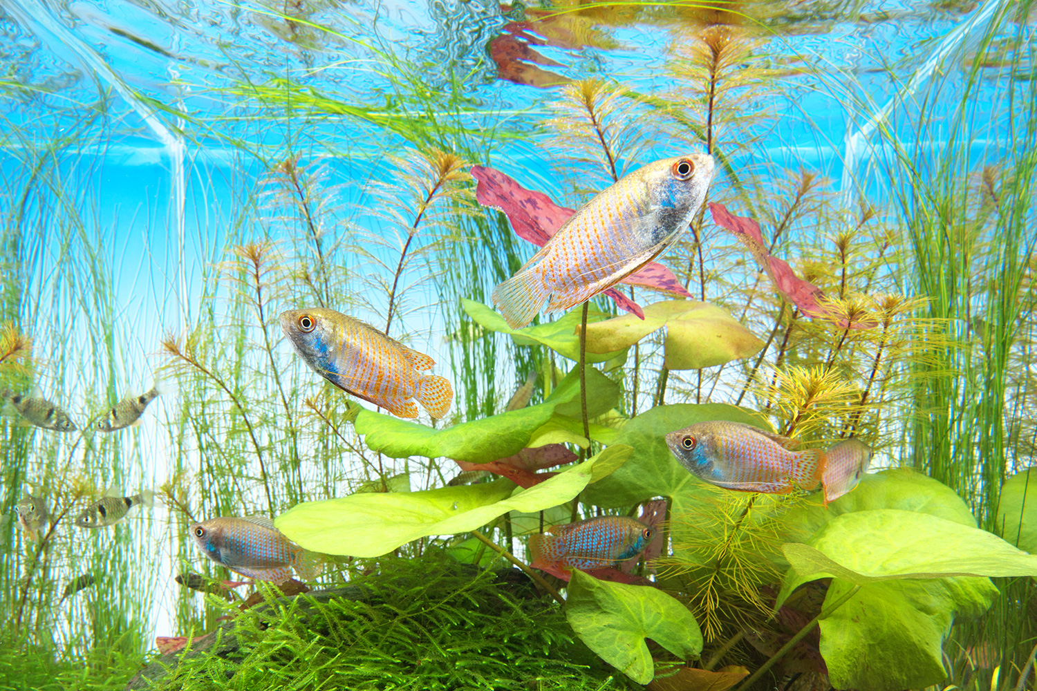 Garden Aquarium Mat - ADA