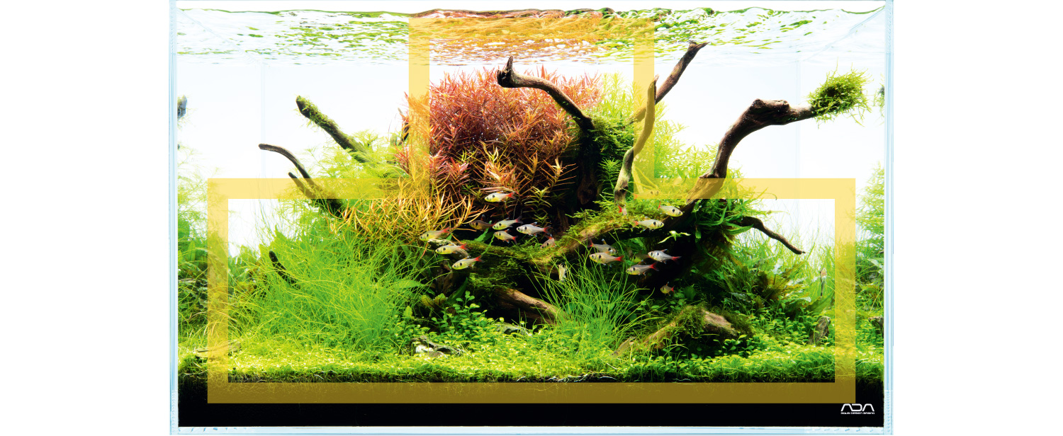 Aquatic Layout Guide- Rules of Composition: The Golden Ratio, Creating  Perspective and Layout Shapes – Aquascape Art – The Green Machine