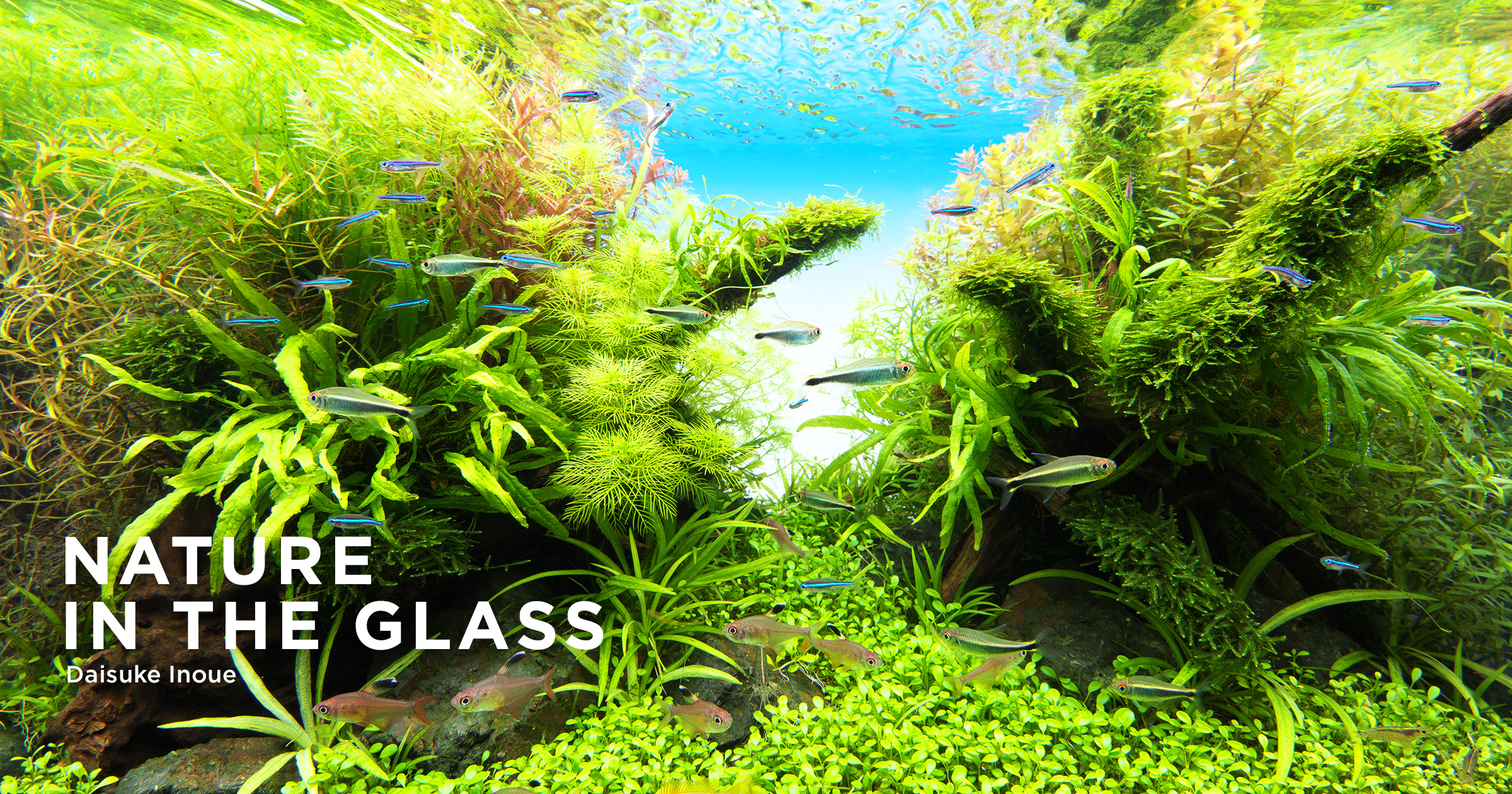 NATURE IN THE GLASS “Light of Worlds” | en